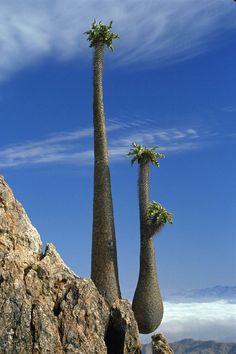 two tall palm trees standing on top of a mountain