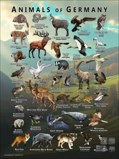 an illustrated poster showing different types of animals and their names in german, english or french