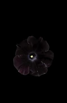 a black flower is lit up in the dark night sky with its bright yellow center