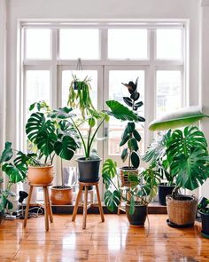 many houseplants are in pots on the floor