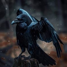 a large black bird sitting on top of a tree stump in the rain with its wings spread