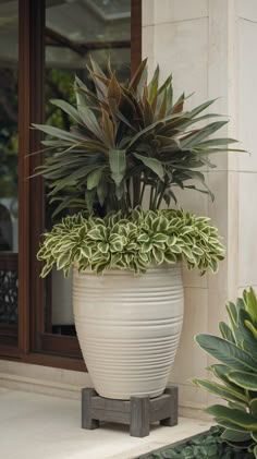 a large potted plant sitting on the side of a building