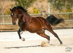 a brown horse is galloping in an enclosed area