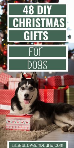 DIY Christmas Gift Ideas for Your Dog Diy Dog Presents, Puppy Christmas Ornaments Diy, Dog Christmas Gifts Diy, Diy Dog Gifts Christmas, Christmas Crafts With Dogs, Dog Christmas Presents Gift Ideas, Diy Christmas Gifts For Dogs, Christmas For Dogs Ideas