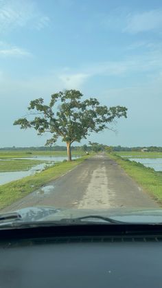 a tree on the side of a road next to a body of water and grass