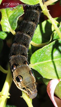 a close up of a caterpillar on a green leafy plant with leaves