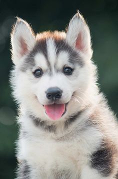 a close up of a husky dog with its tongue hanging out and eyes wide open