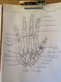 a diagram of the hand and wrist bones on a piece of paper