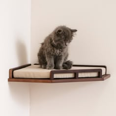 a kitten sitting on top of a wooden shelf