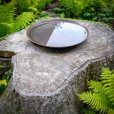 a plate sitting on top of a tree stump in the middle of some plants and trees