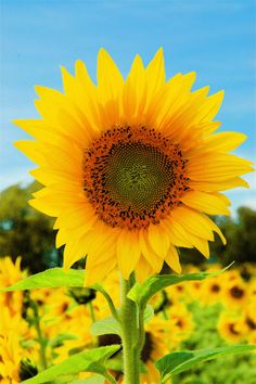 a large yellow sunflower in the middle of a field