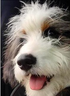 a close up of a dog with its tongue out