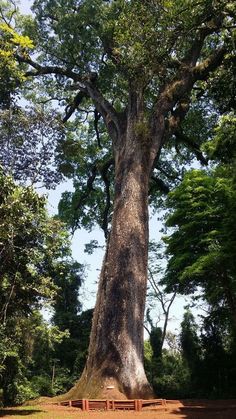 a large tree sitting in the middle of a park