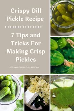 cucumbers and pickles in jars with text overlay that reads crispy dill pickle recipe 7 tips and tricks for making crisp pickles