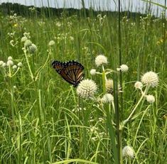 a butterfly sitting on top of a white flower in a field