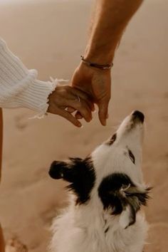 a person petting a dog on the beach