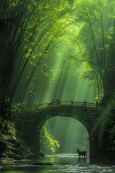 an image of a bridge in the middle of water with sunlight streaming through it and a dog standing on one side