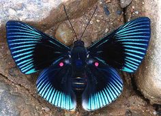 a blue and black butterfly sitting on top of a rock