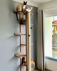 two cats sitting on top of a cat tree