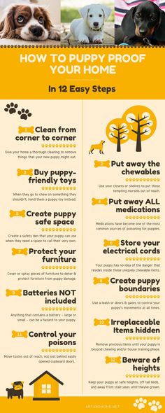 a poster showing how to keep your dog safe in the house and on the lawn