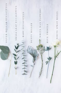 flowers and leaves arranged on a white marble surface with the names of each flower species