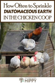 how often to sprinkle diatomaceous earth in the chicken coop?