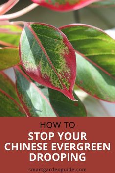 red and green leaves with text overlay how to stop your chinese evergreen droping