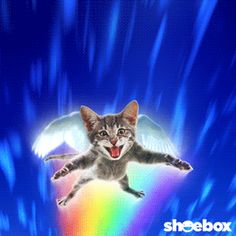 a cat flying through the air with a rainbow in it's mouth and an angel on its back