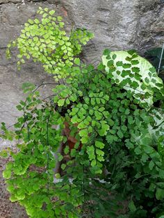 a plant with green leaves in front of a rock wall