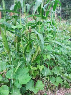 some green plants growing in the middle of a field with grass and dirt on the ground