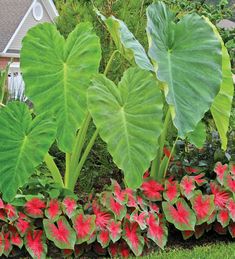 some red and green plants in front of a house