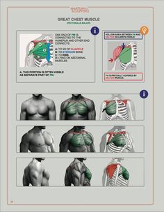 the muscles and their functions info sheet