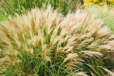 some very pretty plants in a big grassy field