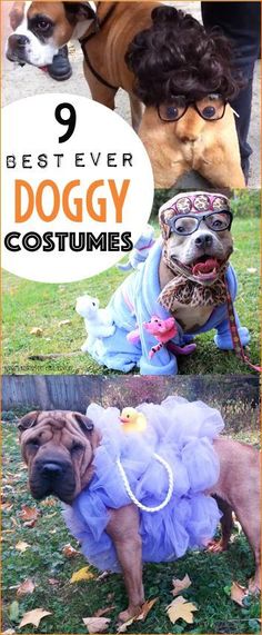 two dogs dressed up in costumes with the words best ever doggy costumes on them