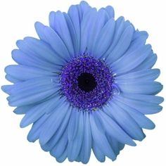 a blue flower with purple centers on a white background