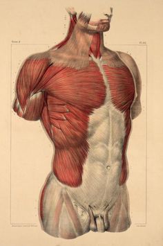 the muscles are shown in this drawing