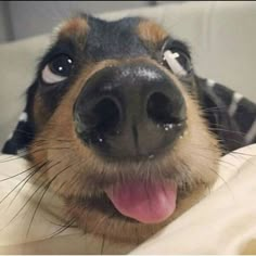 a close up of a dog laying on a bed with it's tongue hanging out