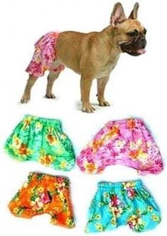 Board Shorts Dog Swimsuit, Dog Gift Basket, Dog Pants, Short Dog, Dog Swimming, Felt Dogs, Aggressive Dog, Blue Hawaiian, Dog Wear