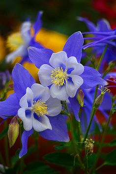 blue and white flowers with yellow stamens