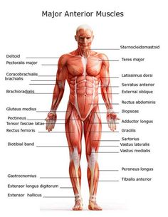 the major muscles are labeled in this diagram