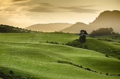 green hills with trees and sheep grazing in the grass at sunset or dawn, on an overcast day