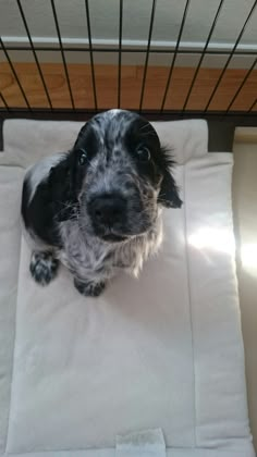 a black and white dog sitting on top of a bed