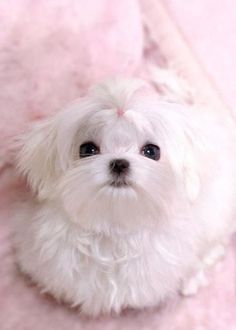 a small white dog sitting on top of a pink blanket