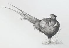 a black and white drawing of a bird standing in the grass with its wings spread