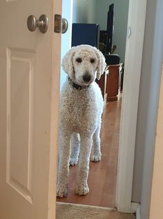 a white poodle standing in front of a door