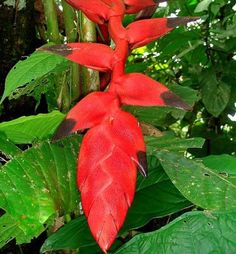 a red flower with green leaves in the foreground and trees in the back ground