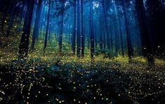 an image of a forest with fireflies in it