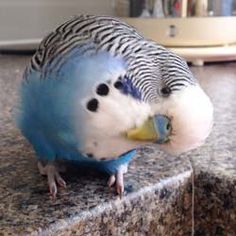 a blue and white parakeet standing on the ground eating something out of it's mouth