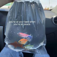 a plastic bag filled with fish inside of a car