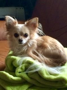 a small dog sitting on top of a blanket